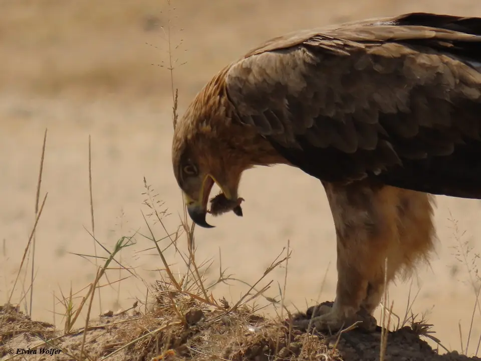 TawnyEagle2-2.jpg