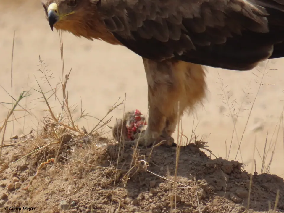 TawnyEagle3.jpg