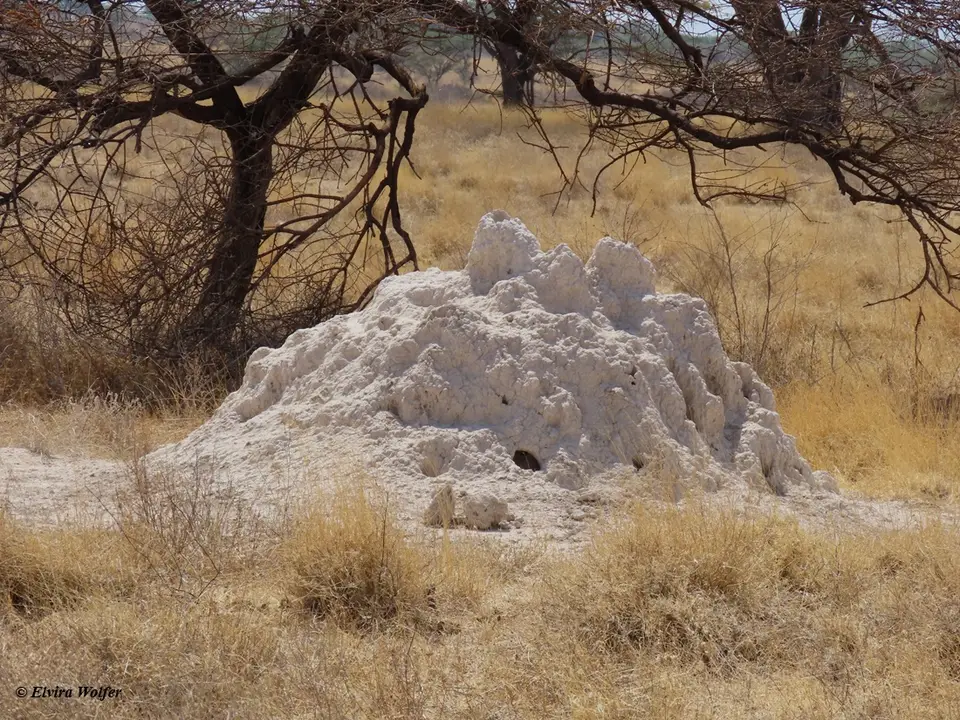 Termitemoundwhite.jpg