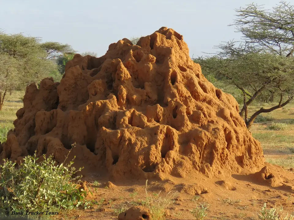 TermitenhuegelSamburu.jpg