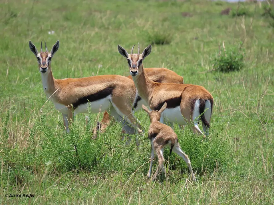 ThomsonGazelle3.jpg