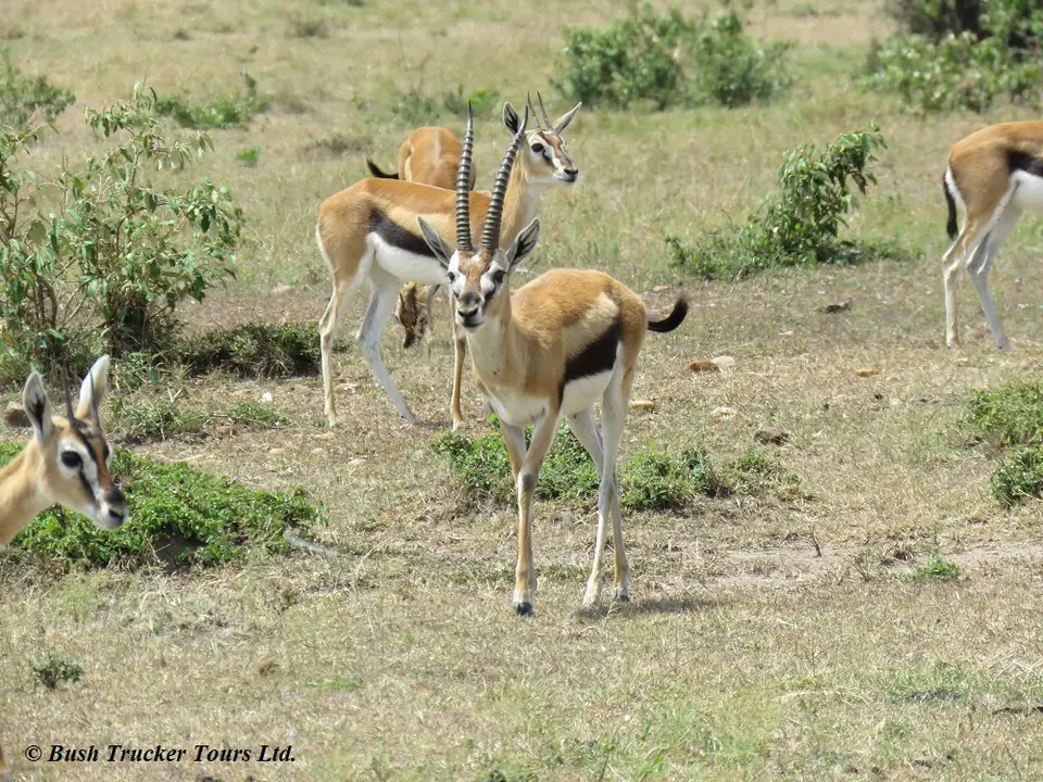 ThomsonGazelles.jpg