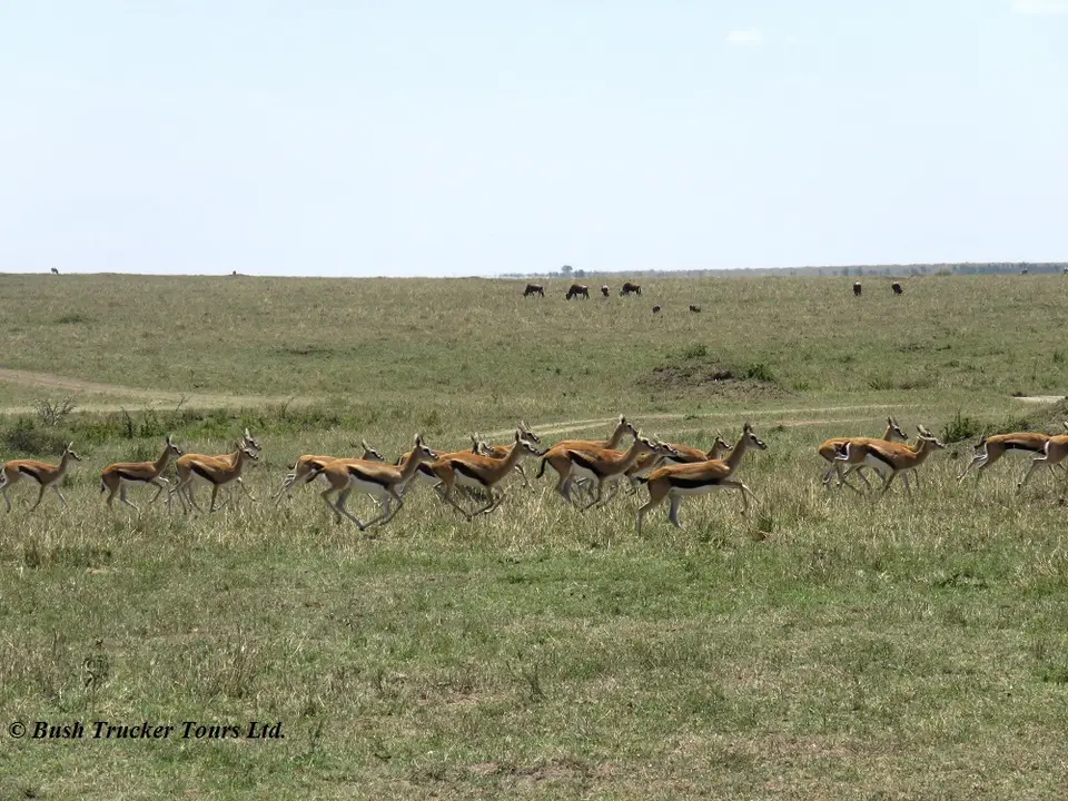 ThomsonGazelles2-2.jpg