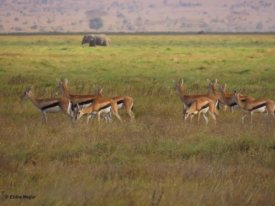 ThomsonGazelles2.jpg