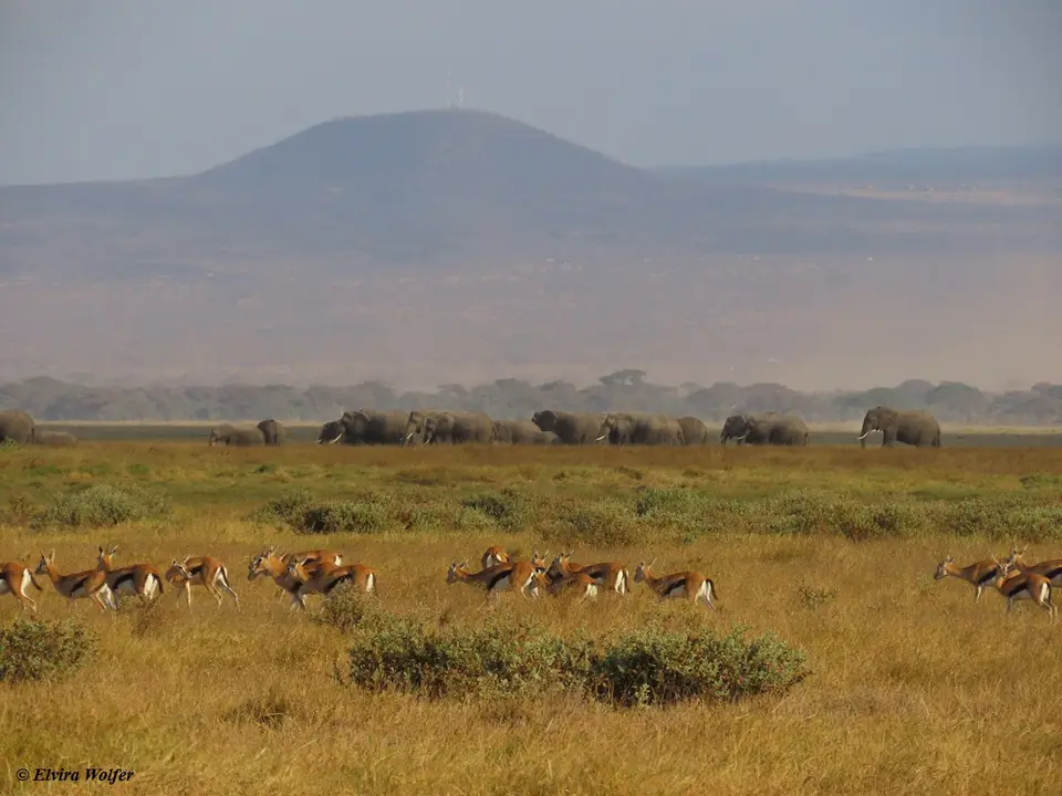 ThomsonGazelles3.jpg