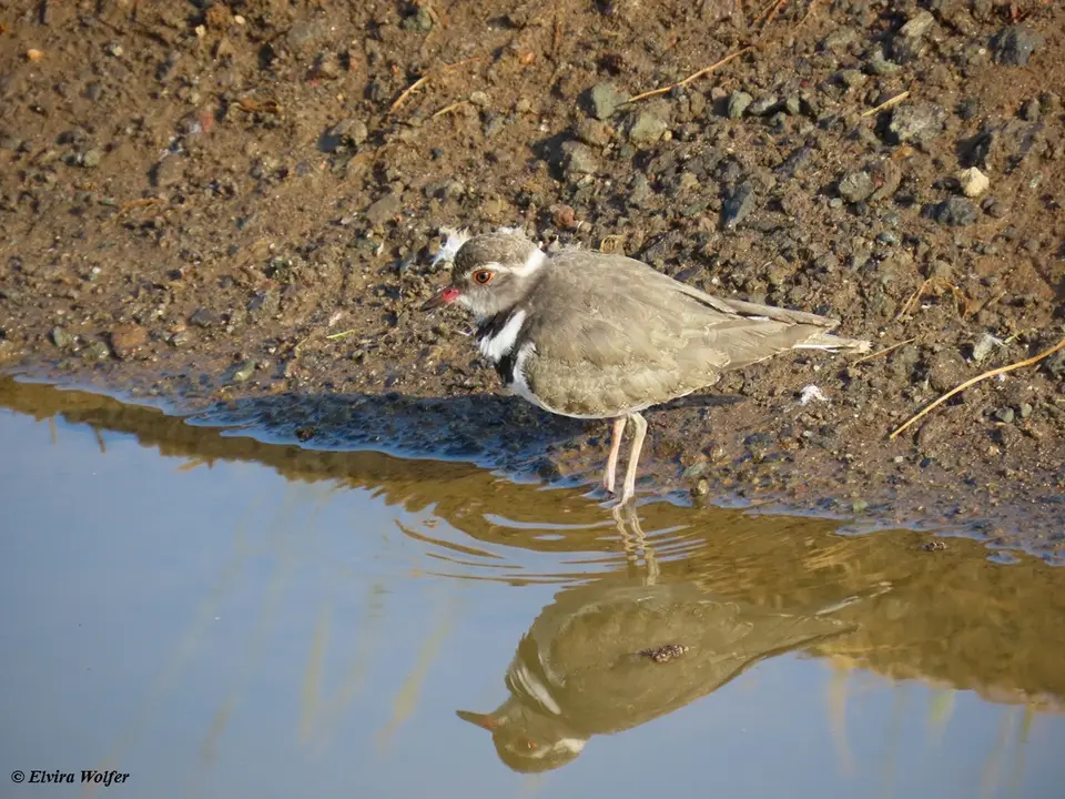 Three-bandedPlover.jpg