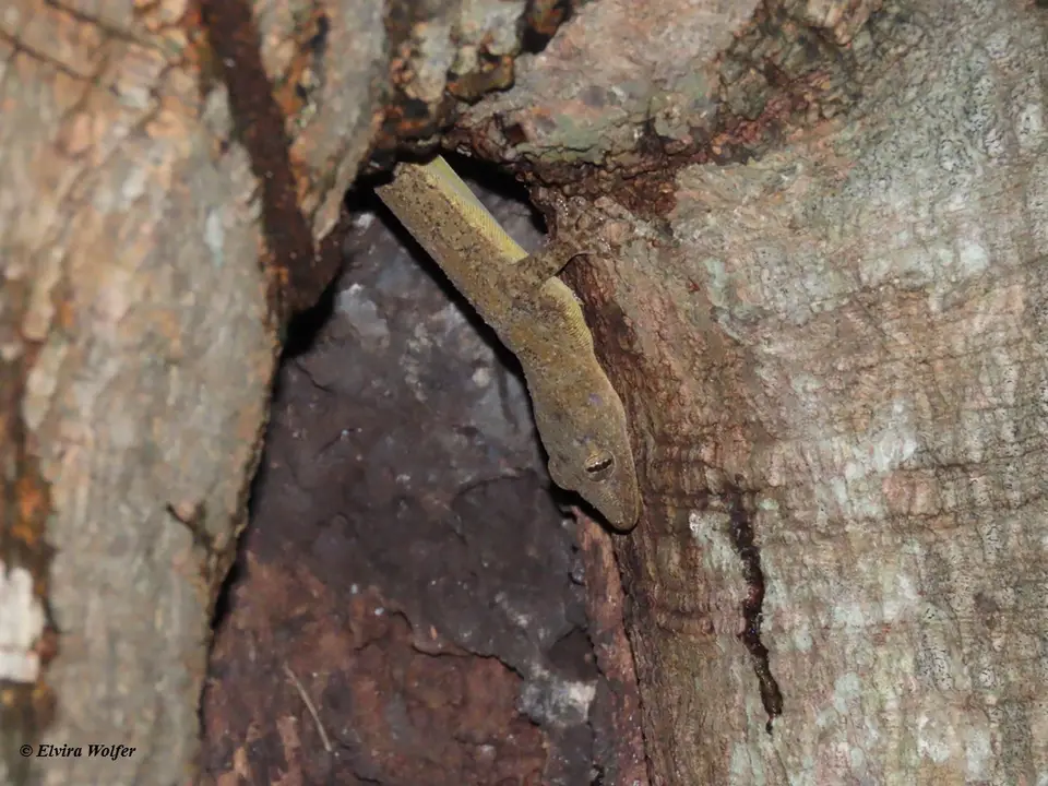 TreeGecko-Hemidactylusplatycephalus.jpg