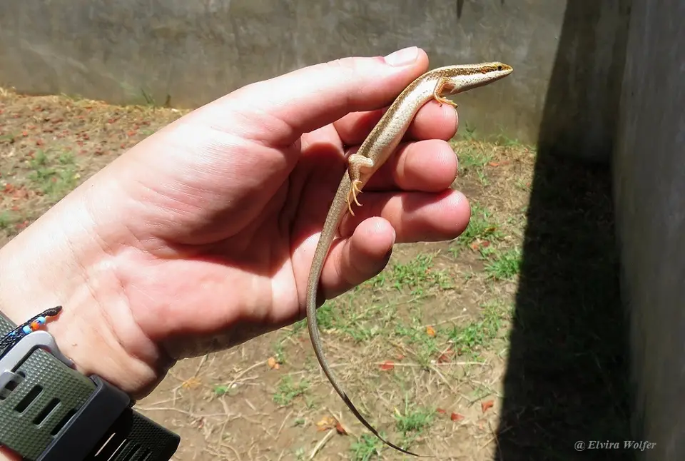 TreeSkink.jpg
