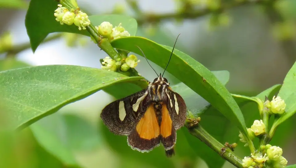Trimen'sFalseTiger-Agomatrimenii-Noctuidae-Agaristinae.jpg