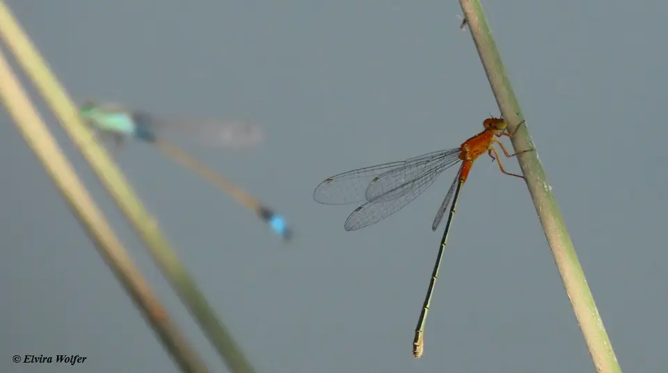 TropicalBlue-Ischnurasenegalensisfemale.jpg