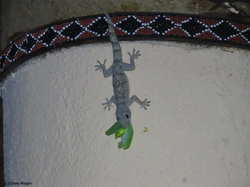 TropicalHouseGecko1.jpg