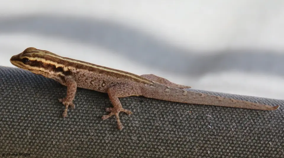 TsavoDwarfGecko.jpg
