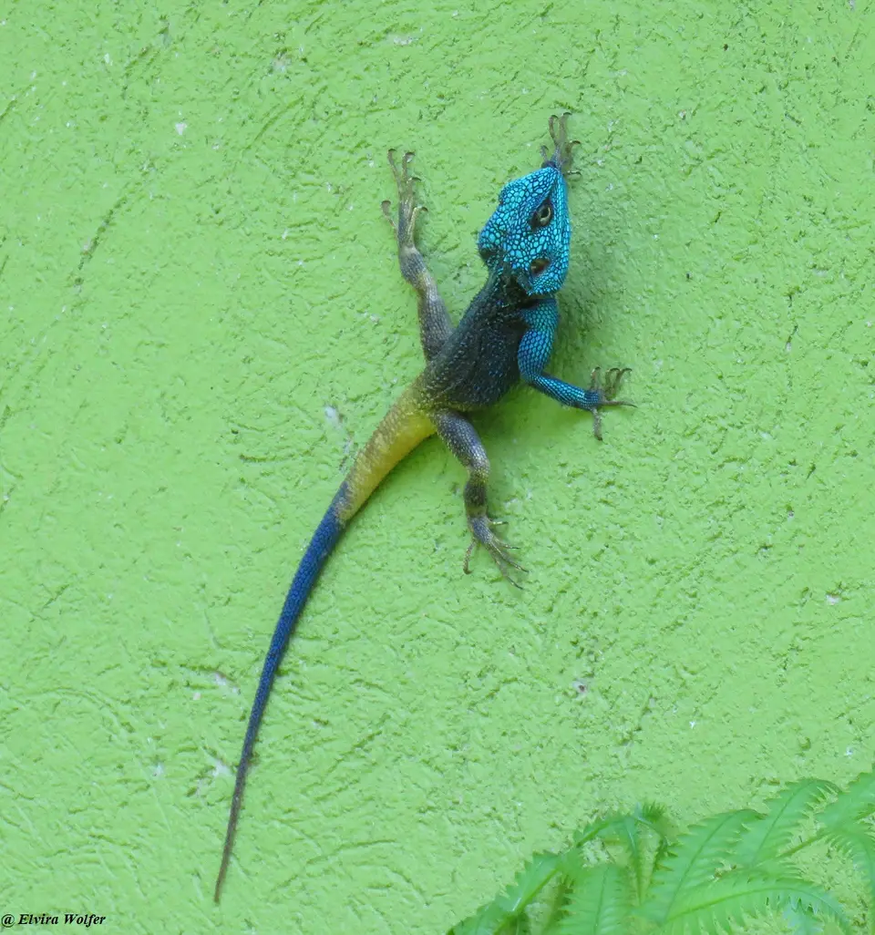 UgandaBlue-headedTreeAgama-Acanthocercusugandaensis.jpg