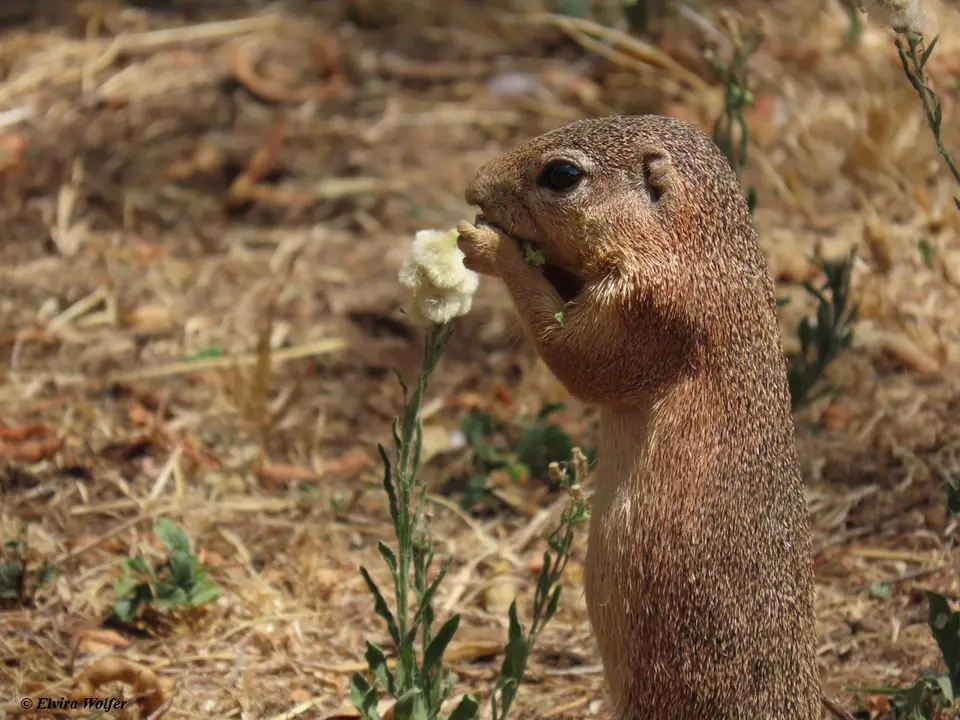 UnstripedGroundSquirrel-2-3-4-5-6.jpg