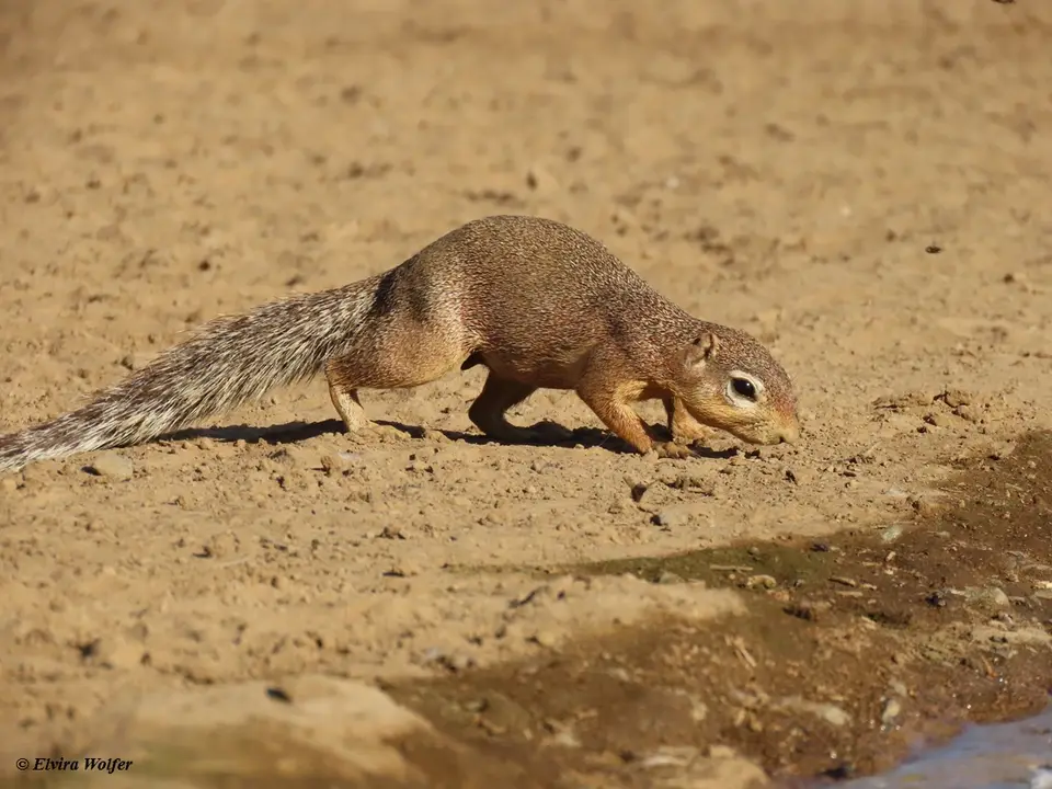 UnstripedGroundSquirrel-2-3-4-5.jpg