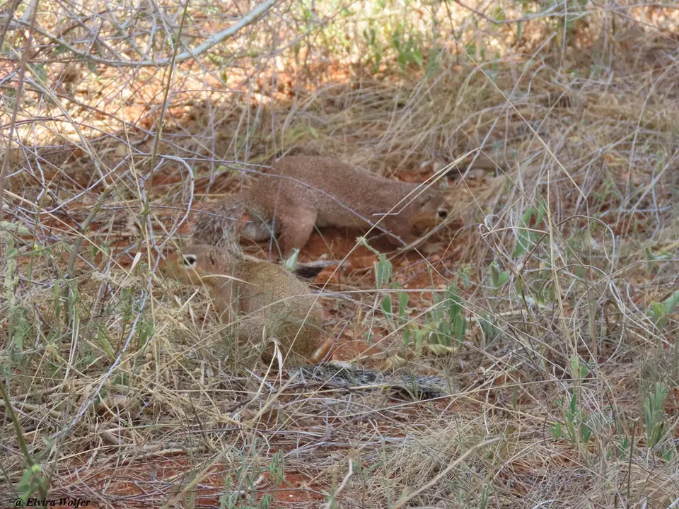 UnstripedGroundSquirrel1.jpg