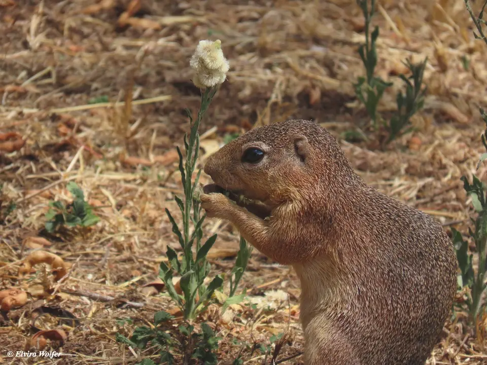 UnstripedGroundSquirrel2-2.jpg
