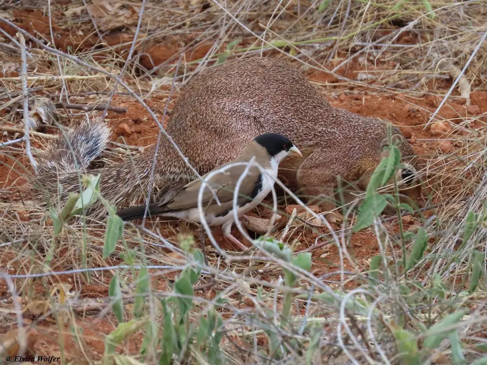 UnstripedGroundSquirrel2.jpg
