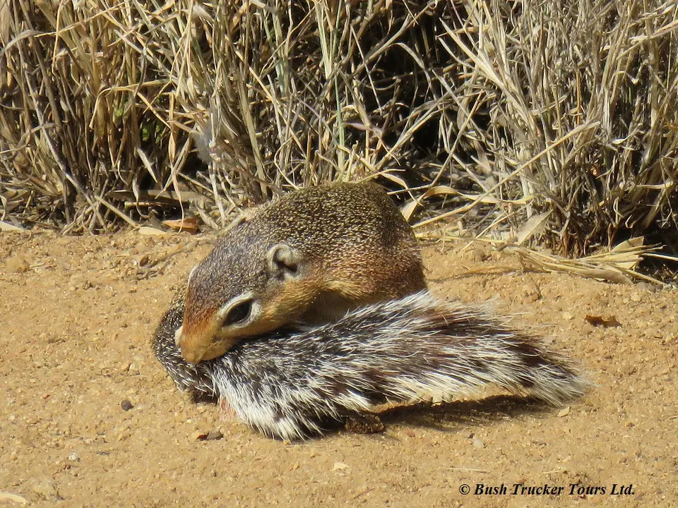 UnstripedGroundSquirrelcleaning.jpg