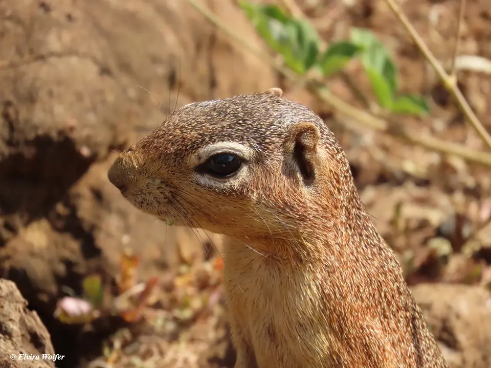 UnstripedGroundSquirrelportrait.jpg