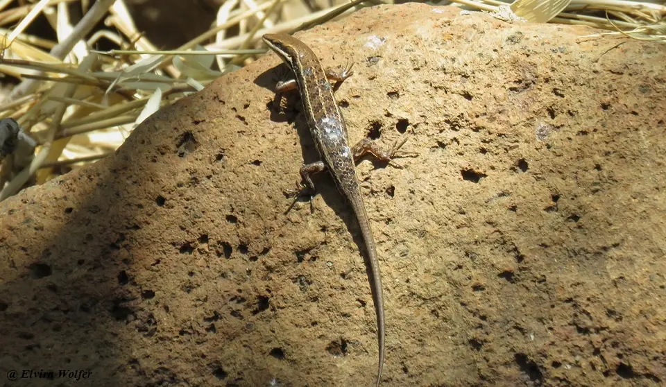 VariableSkink-Trachylepisvaria.jpg