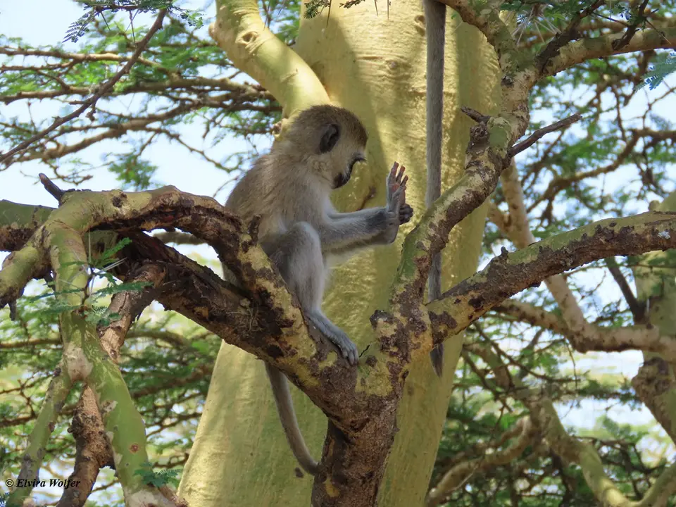 VervetMonkey-2.jpg