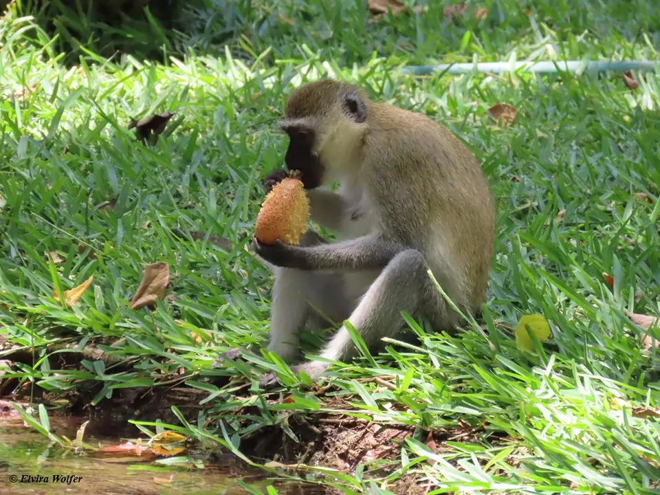 VervetMonkey1.jpg