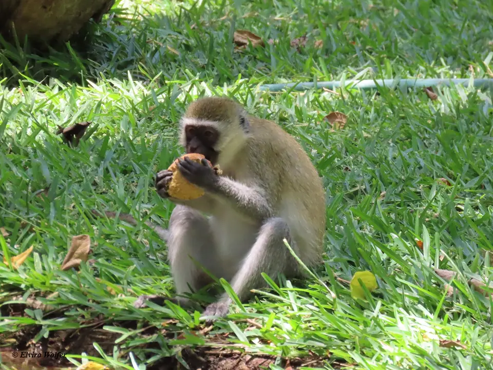 VervetMonkey2.jpg