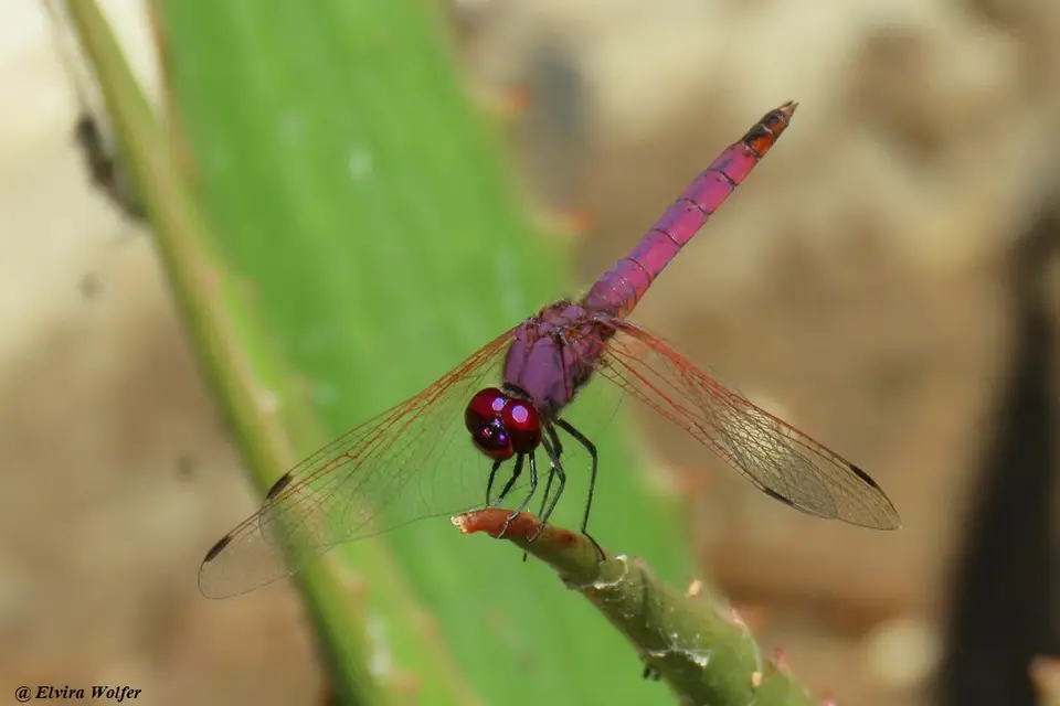 VioletDropwing-Trithemisannulata.jpg