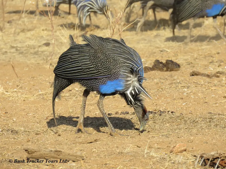 VulterineGuineafowls2.jpg
