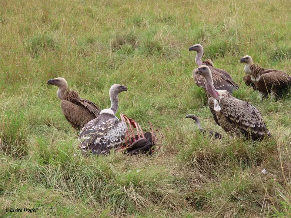 Vultures1.jpg