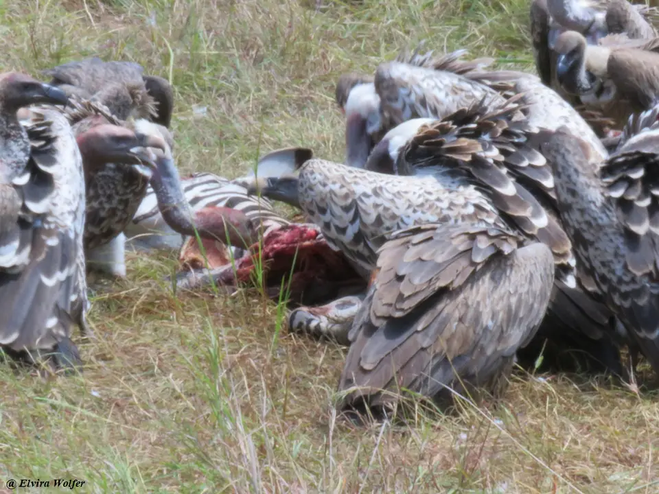 VulturesatZebrakill.jpg