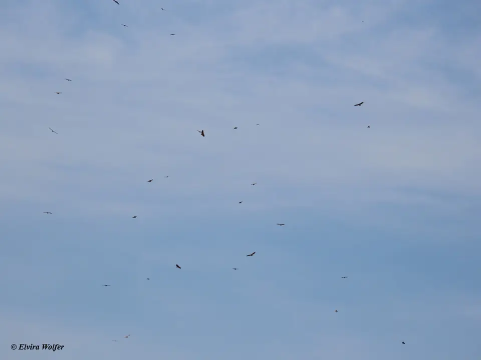 Vulturessoaring.jpg