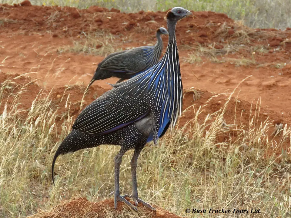VulturineGuineafowls.jpg