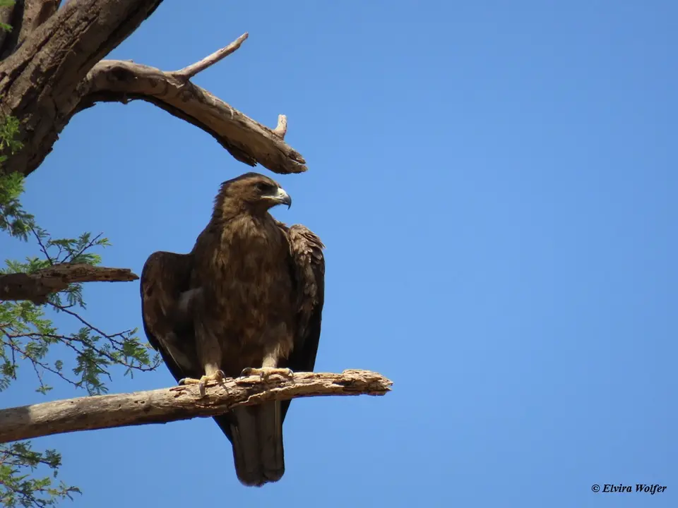Wahlberg'sEagle2.jpg
