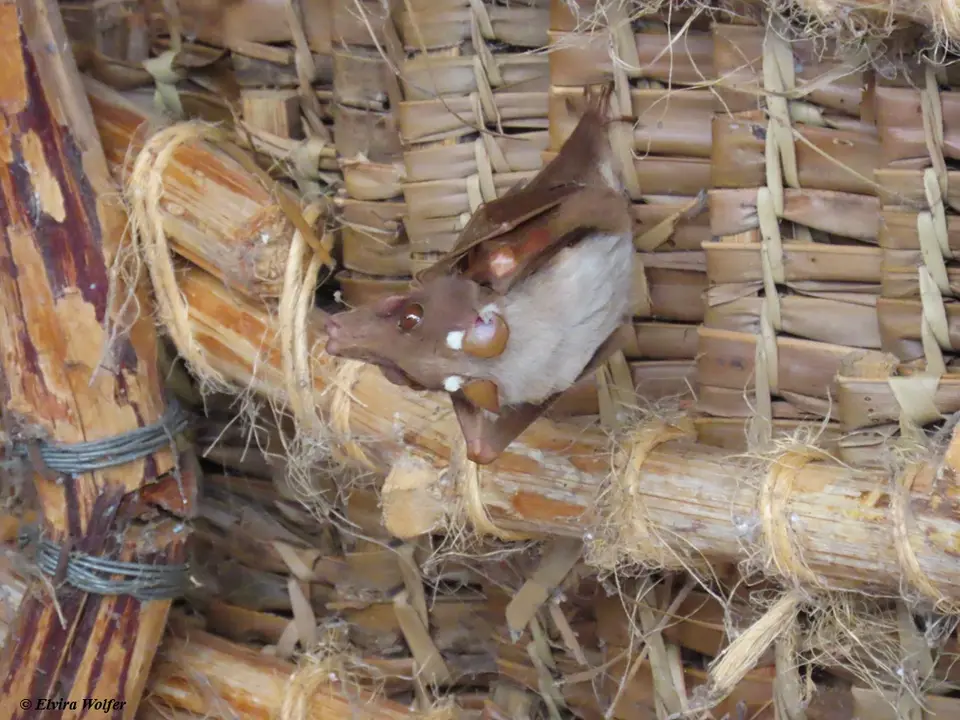 Wahlberg'sEpaulettedFruit-bat.jpg