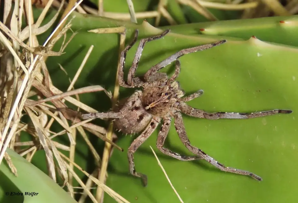 WanderingWolfSpider-2.jpg