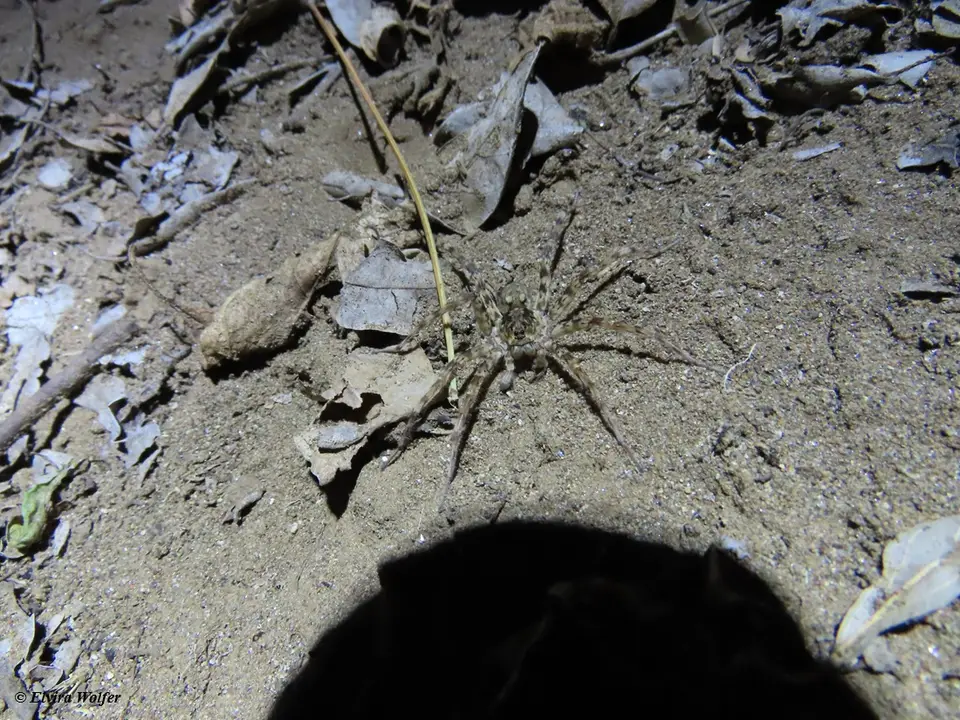 WanderingWolfSpider2.jpg