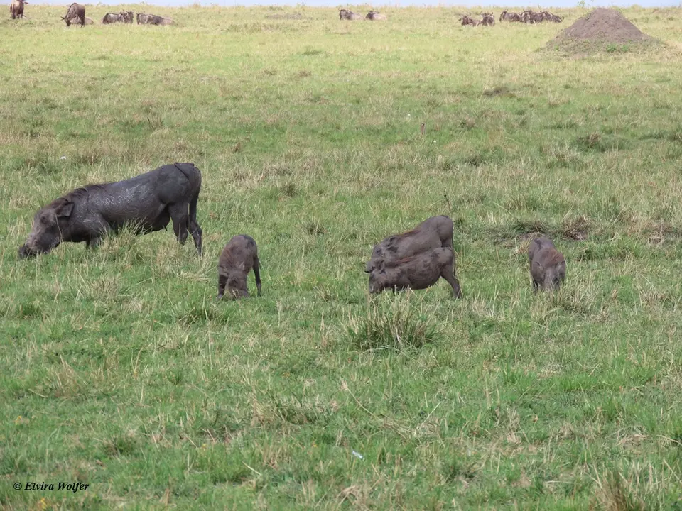 Warthog1.jpg