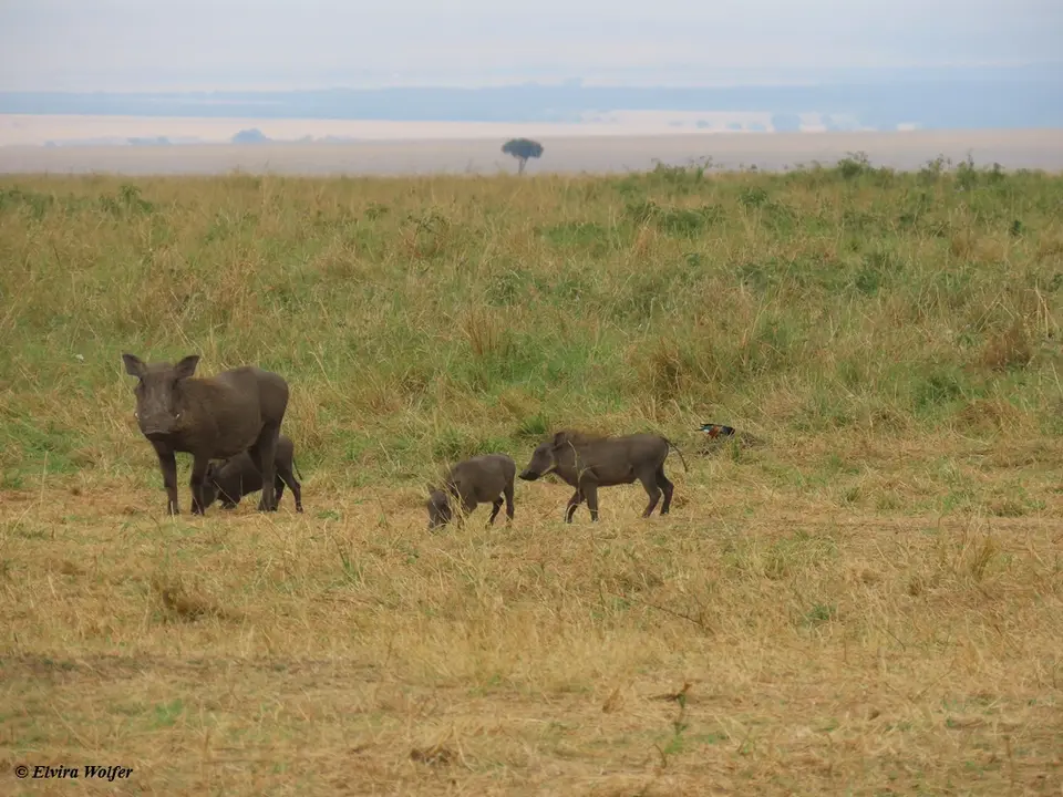 Warthogfamily.jpg