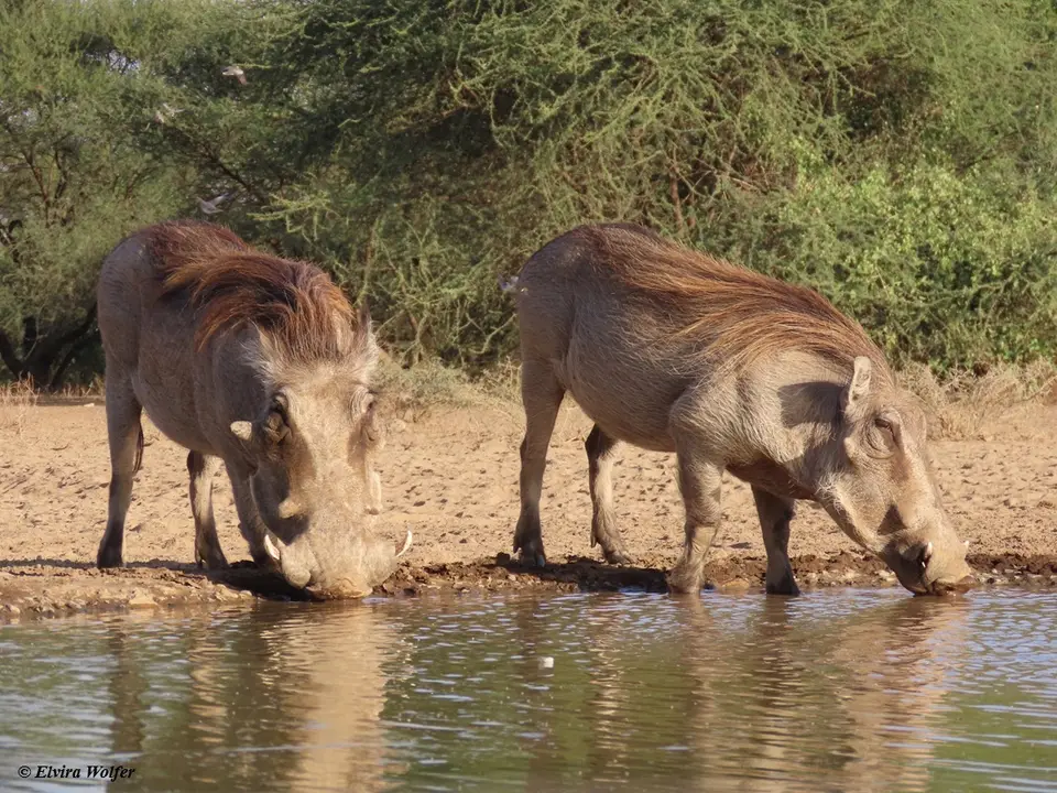 Warthogs1.jpg