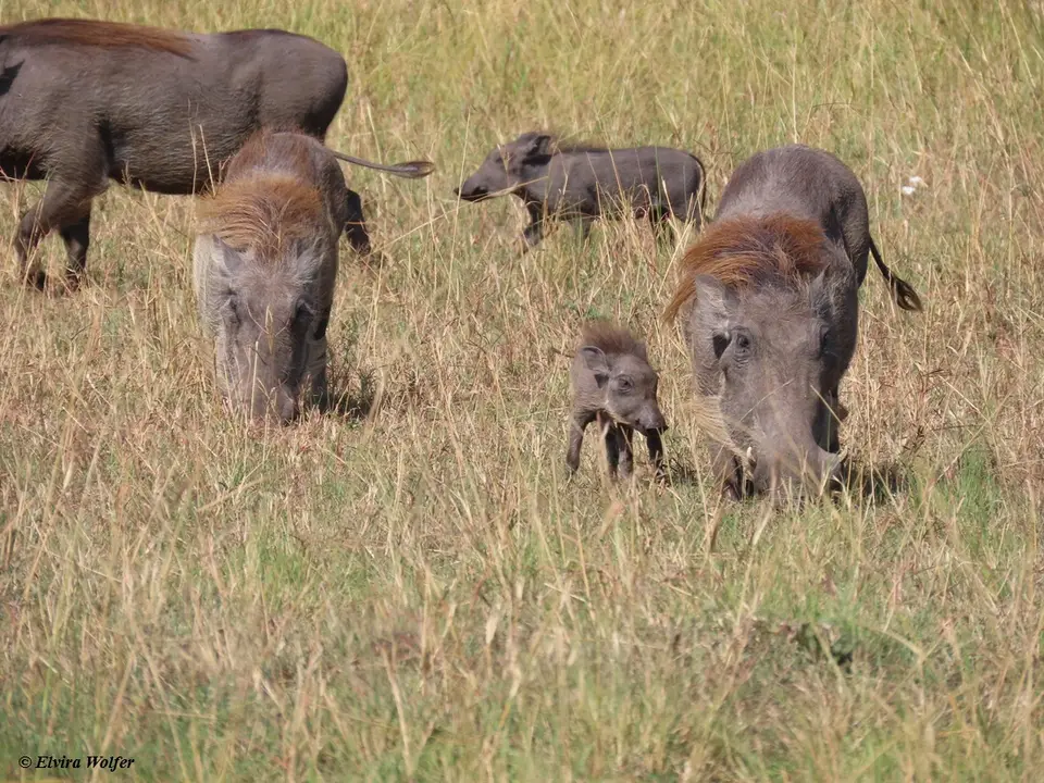 Warthogs2-2.jpg