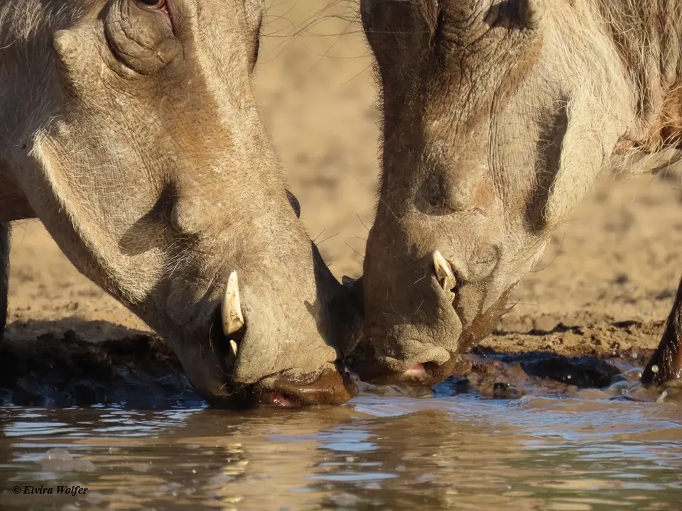 Warthogs3.jpg