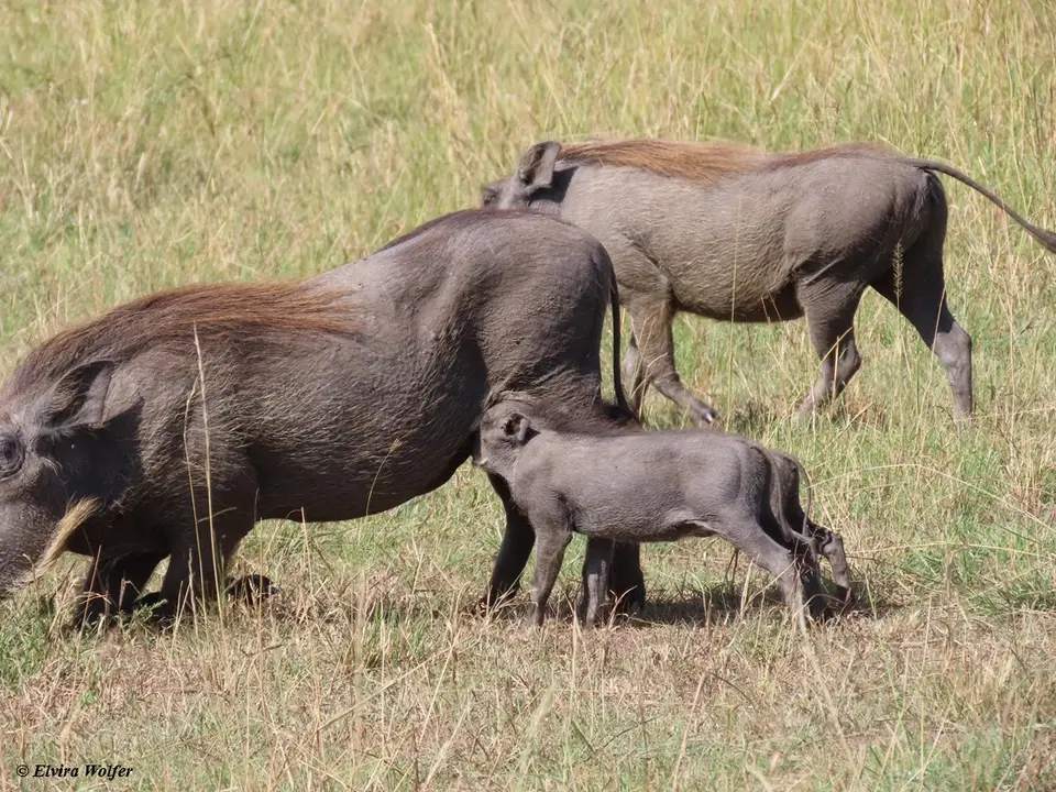 Warthogs4-2.jpg