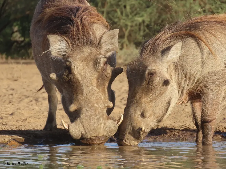 Warthogs5.jpg