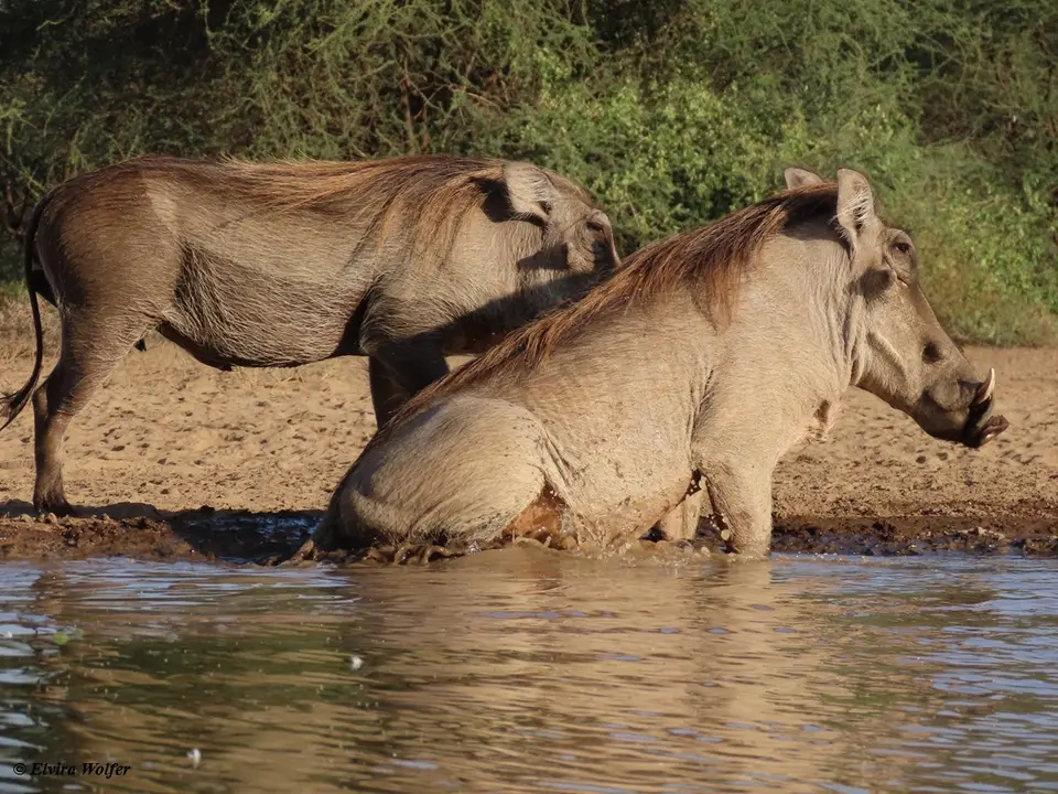 Warthogs6.jpg