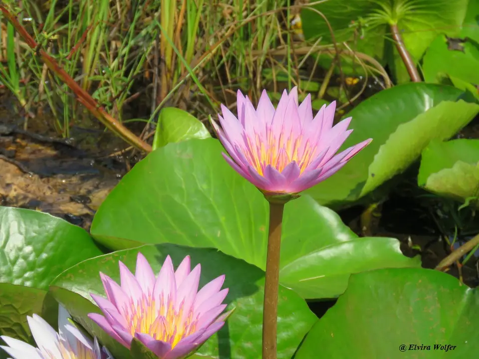WaterLilies2.jpg