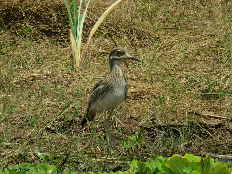 WaterThick-knee-2-3.jpg