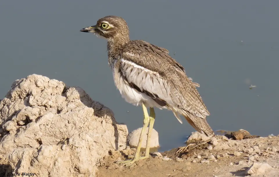 WaterThick-knee-2.jpg