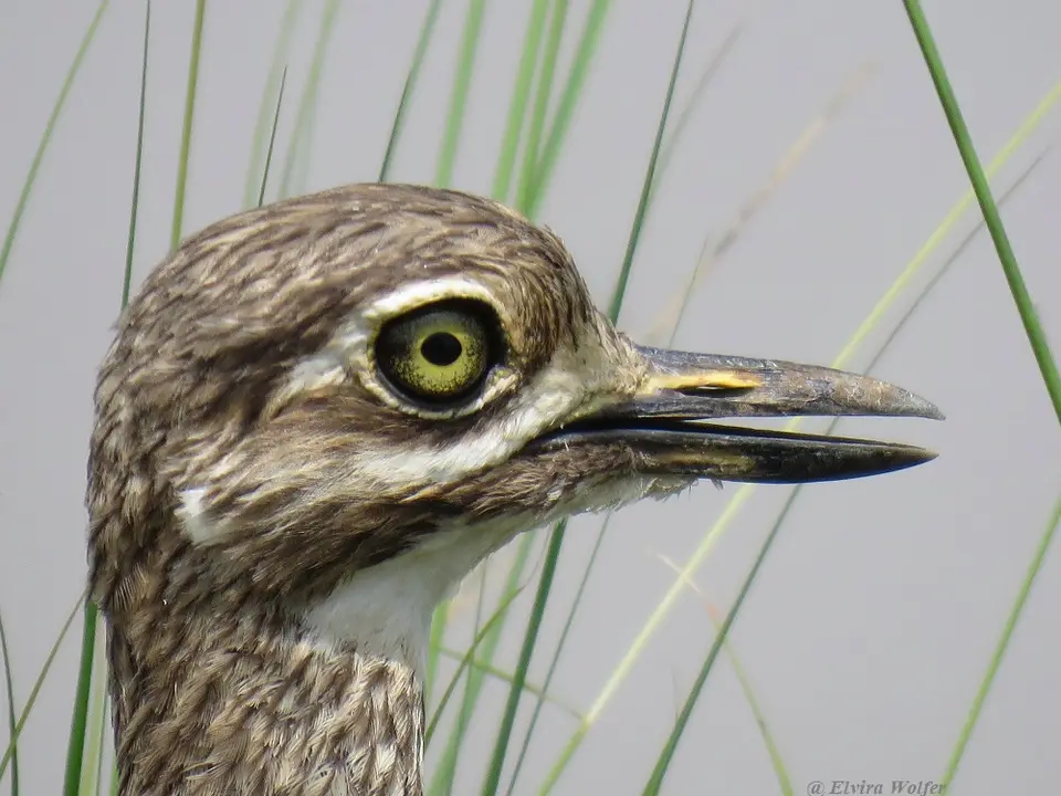 WaterThick-kneeportrait.jpg